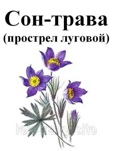 Купить 20 грамм. Сон-трава (прострел луговой), трава с цветом сухая ...