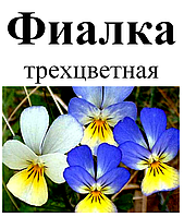 Фиалка трехцветная, трава сухая, 30 грамм.