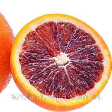 Апельсин кривавий "Сангвінеллі" (C. sinensis "Sanguinelli") 35-40 см. Кімнатний, фото 1