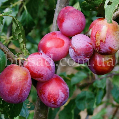 Слива Роял Руж (Royal Rouge)/(Персикова), фото 1