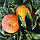 Апельсин Полуничний "Фрагола" (C. sinensis "Fragola") 30-35 см. Кімнатний, фото 4