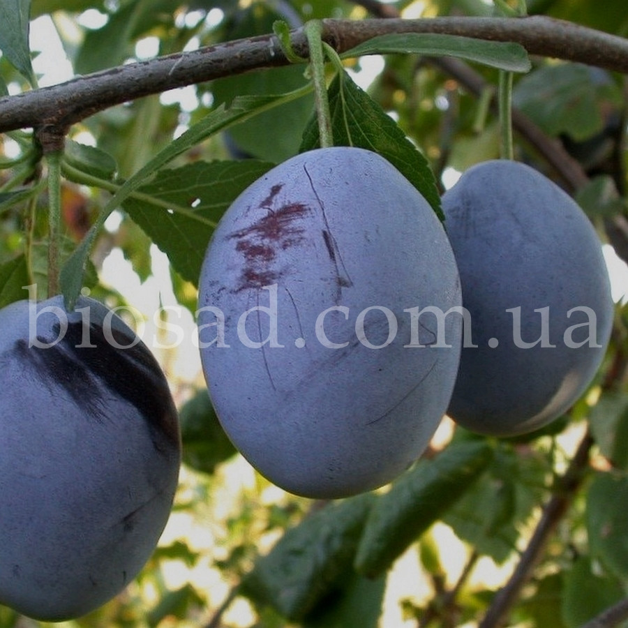 Слива Емпресс (Empress)