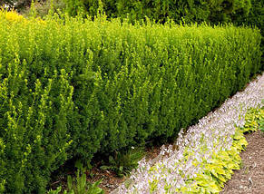Тис середній Хіллі / h 60-80 / Taxus media Hillii, фото 3