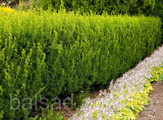 Тис середній Хіллі / h 15-20 / Taxus media Hillii, фото 3