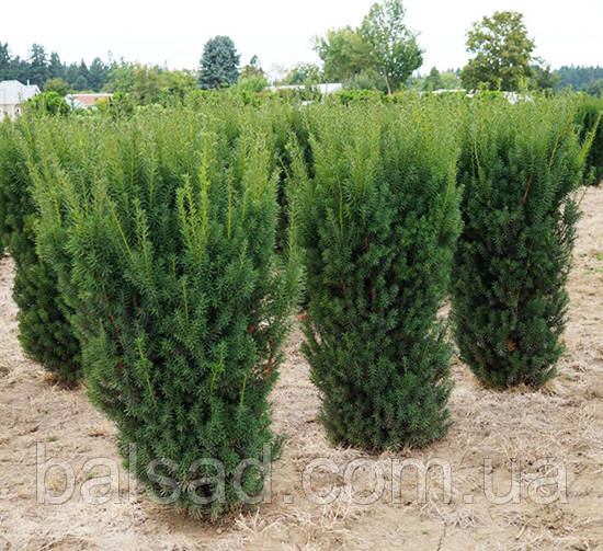 Тис середній Хіллі / h 15-20 / Taxus media Hillii