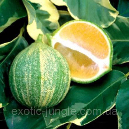 Лайм "Таїті" Варієгатний (C.latifolia "foliis variegatis") 20-25 см.