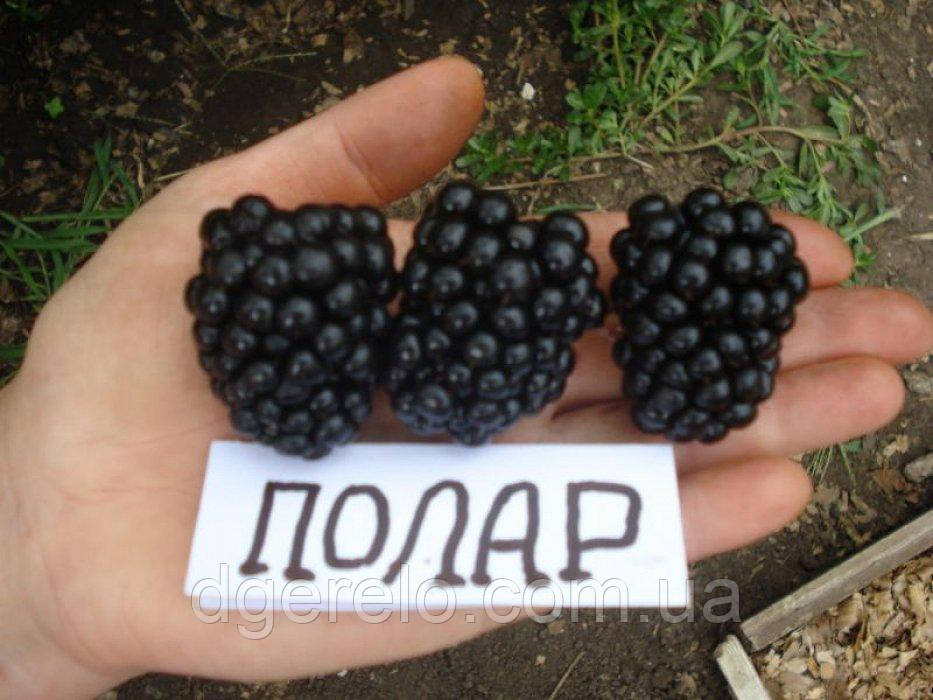 Ожина ранна Полар, фото 1