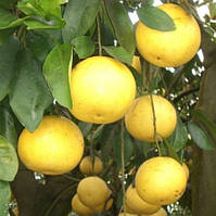 Грейпфрут "Дункан" (C. paradisi "Duncan") до 20 см. Кімнатний