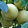 Грейпфрут "Дункан" (C. paradisi "Duncan") до 20 см. Кімнатний, фото 3