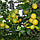 Грейпфрут "Дункан" (C. paradisi "Duncan") до 20 см. Кімнатний, фото 6