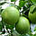 Грейпфрут "Дункан" (C. paradisi "Duncan") 20-25 см. Кімнатний, фото 5