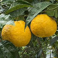 Греёпфрут C. paradisi Kawano natsu daidai до 20 см. Комнатный