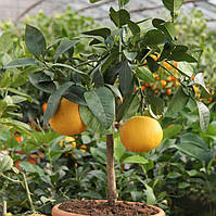 Грейпфрут Овалетто (C. paradisi «ovaletto») 20-25 см. Кімнатний