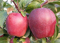 Саженцы яблони сорта Моди карликовые, яблоня саженцы