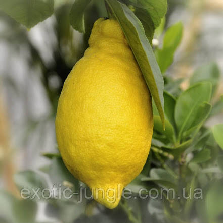 Лимон "Іволистий" Саліцифолія (C. Limon Salicifolia) 10-20 см. Кімнатний