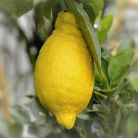 Лимон "Іволистий" Саліцифолія (C. Limon Salicifolia) до 20 см. Кімнатний