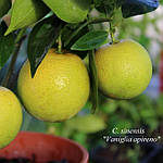 Лимон «Ванільний» (Citrus limon Vainiglia) до 20 см. Чорнинний, укоренений. Кімнатний