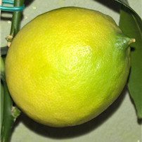 Лимон «Ванильный» (Citrus limon Vainiglia) до 20 см. Черенкованный, укоренённый. Комнатный - фото 3 - id-p1241415645