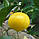 Лимон «Ванільний» (Citrus limon Vainiglia) до 20 см. Чорнинний, укоренений. Кімнатний, фото 4