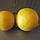 Лимон «Ванільний» (Citrus limon Vainiglia) до 20 см. Чорнинний, укоренений. Кімнатний, фото 5