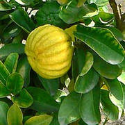 Лимон "Меллароза" (C. Limon Mellarosa)