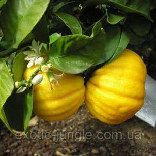 Лимон "Мелароза" (C. Limon Mellarosa) 30-35 см. Кімнатний, фото 1