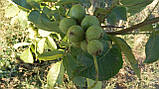 Саджанці карликового горіха., фото 3