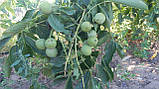 Саджанці карликового горіха., фото 4
