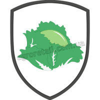 Капуста білокачанна