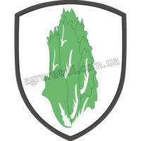 Капуста пекінська