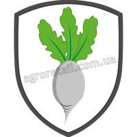 Буряк цукровий