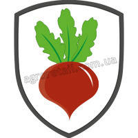 Буряк столовий