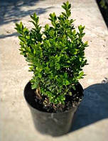 Самшит вічнозелений 3 річний, Самшит вечнозеленый, Buxus sempervirens