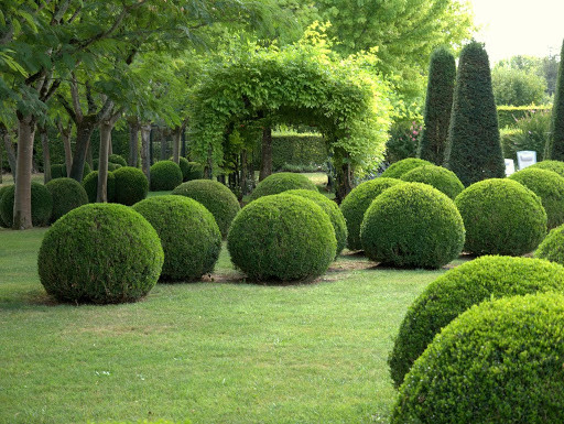 Самшит вічнозелений 3 річний, Самшит вечнозеленый, Buxus sempervirens - фото 2 - id-p1241511968