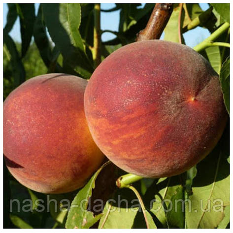 Персик Харроу Даймонд (ранній), фото 1