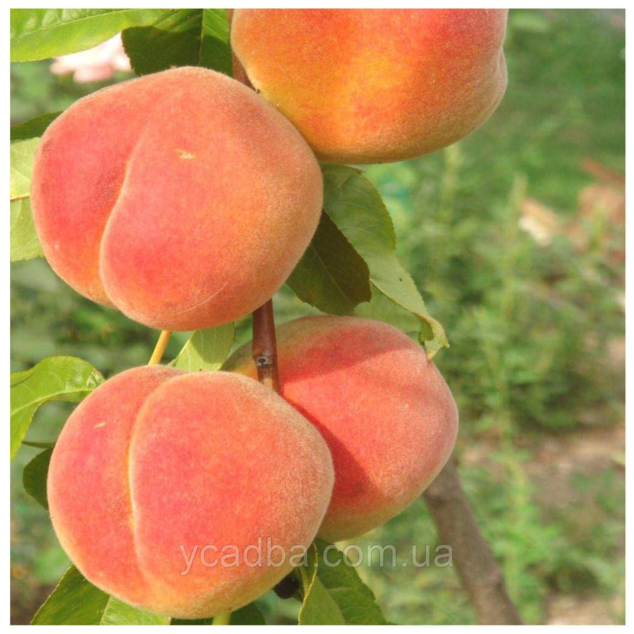 Персик Хрест Хейвен (пізній), фото 1