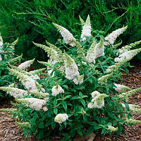 Будлея 34 White Ball, дерево метеликів (контейнер 0.5 л) саджанці