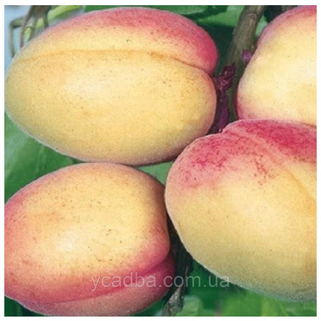 Абрикос Фелпс (середньостиглий), фото 1