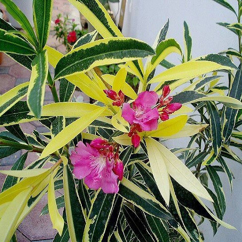 Олеандр ряболистий  Splendens Foliis Variegatis