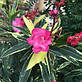 Олеандр ряболистий  Splendens Foliis Variegatis, фото 3