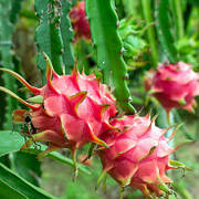 Живахая (Pitahaya) Рослина