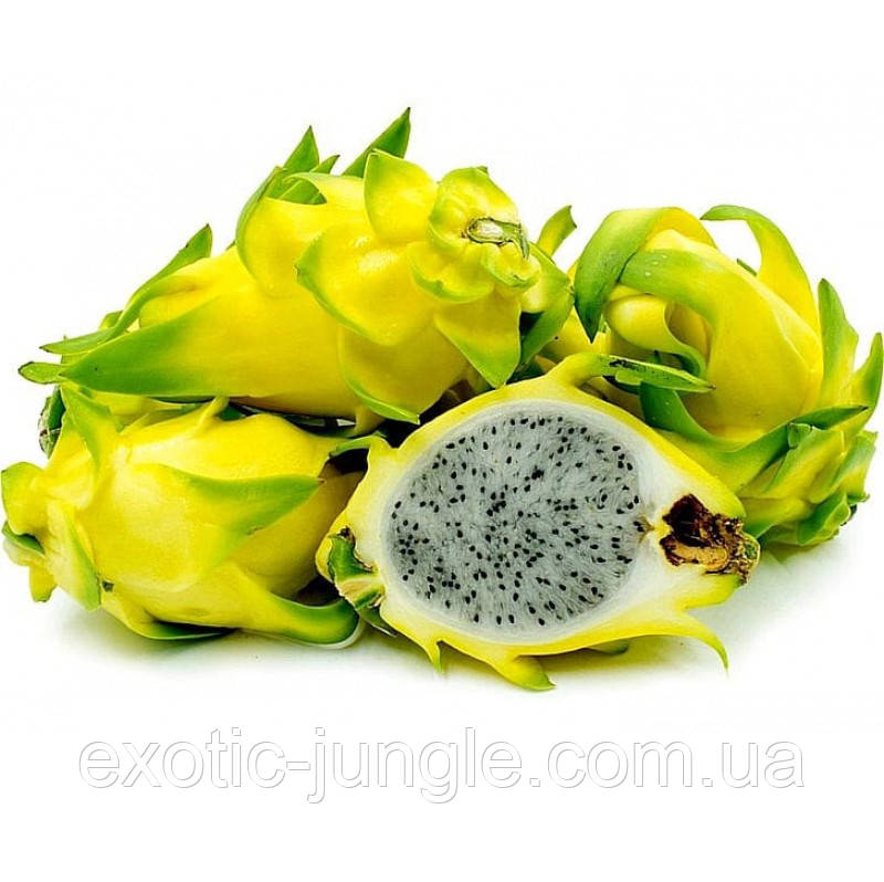 Рослина Питахая (Pitahaya) Жовта чоренкована.45-50 см. Кімнатний