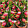 Рослина Питахая (Pitahaya) Червона чоренкована. 15-20 см. Кімнатний, фото 6