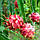 Рослина Питахая (Pitahaya) Червона чоренкована. 15-20 см. Кімнатний, фото 7