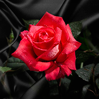 Троянди - Скинали каталог для кухні