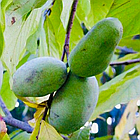 Саджанці Азіміни трибола Прима 1216 (бананове дерево) (2-х літня) - самоплідна, морозостійка С1 (ПКС), фото 3