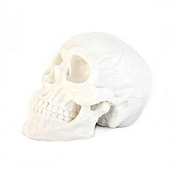 Штучний  силіконовий череп AVA (3D)