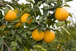 Бергамот "Кастанняро" (C. bergamia "Castagnaro") 10-20 см. (Чорований, укоренений) Кімнатний