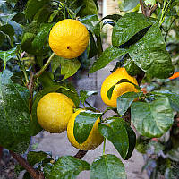 Бергамот Фемінелло (C. bergamia "Femminello") 10-20 см.(Чорований, укорочений) Кімнатний