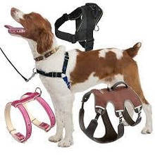 Амуніція для собак